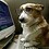 Coding_corgi Coding_corgi
