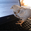 Terrible_Coder